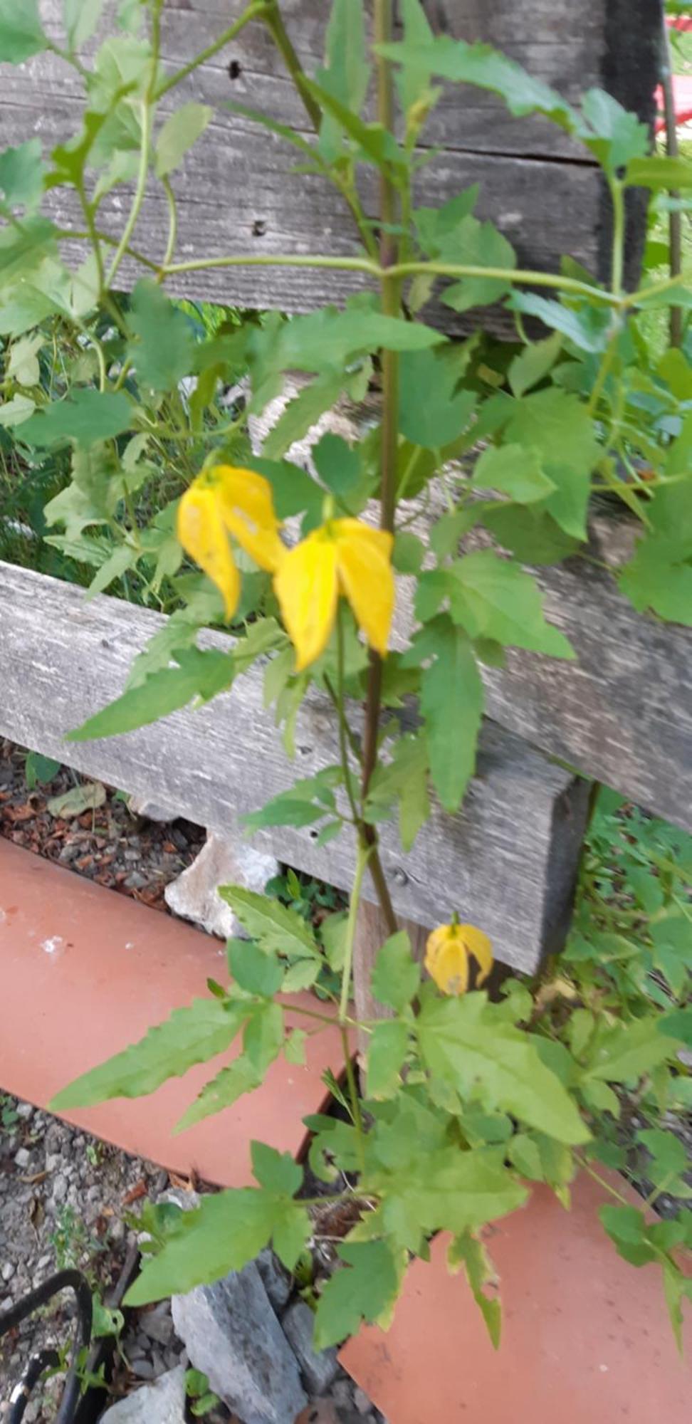 Chambre D'Hote Amitie Et Jardin Carmaux 外观 照片