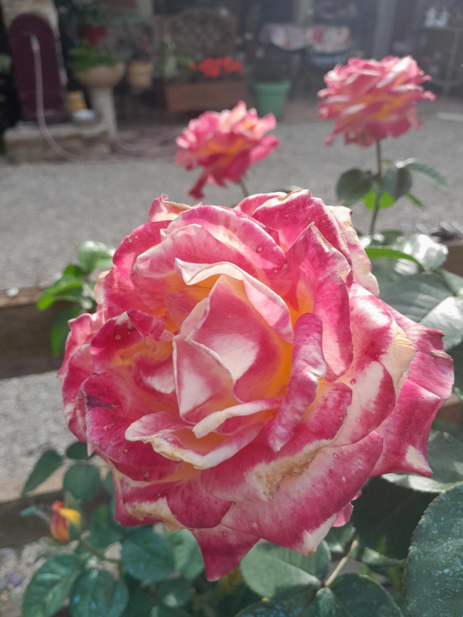 Chambre D'Hote Amitie Et Jardin Carmaux 外观 照片