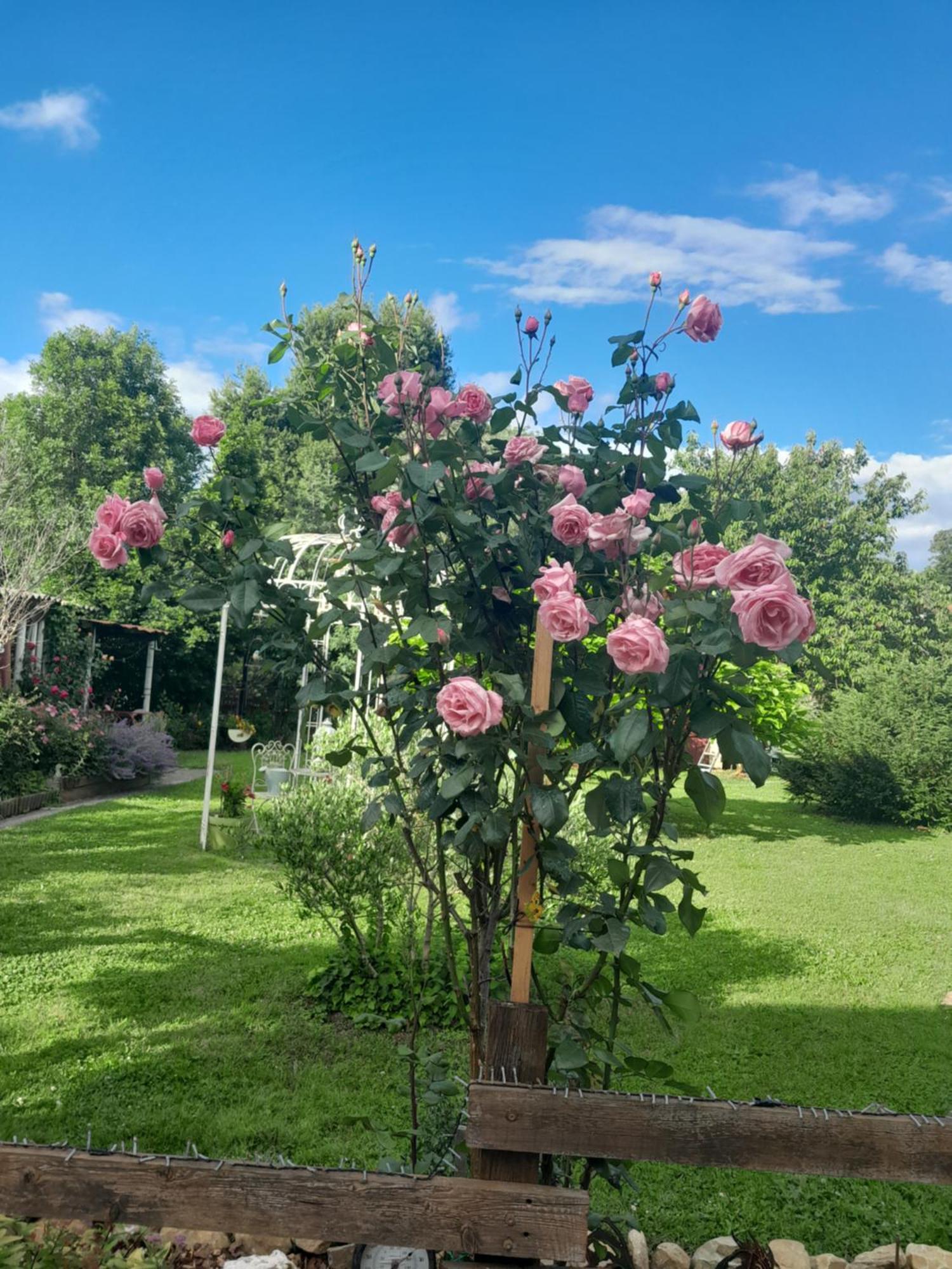 Chambre D'Hote Amitie Et Jardin Carmaux 外观 照片