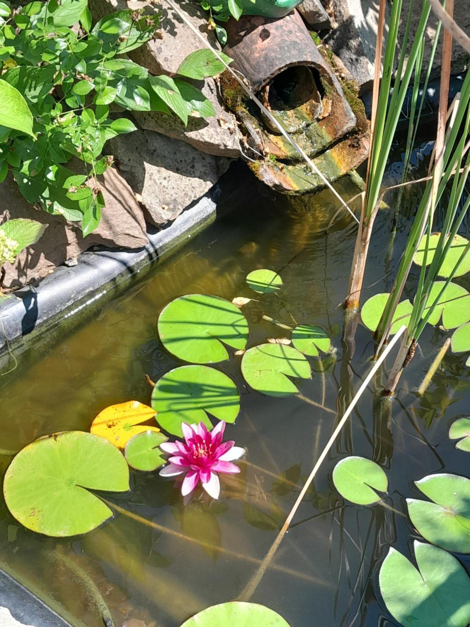 Chambre D'Hote Amitie Et Jardin Carmaux 外观 照片